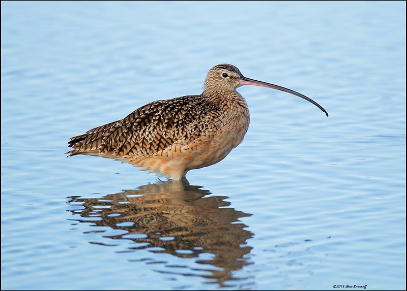 _5SB5324 long-billed curlew.jpg